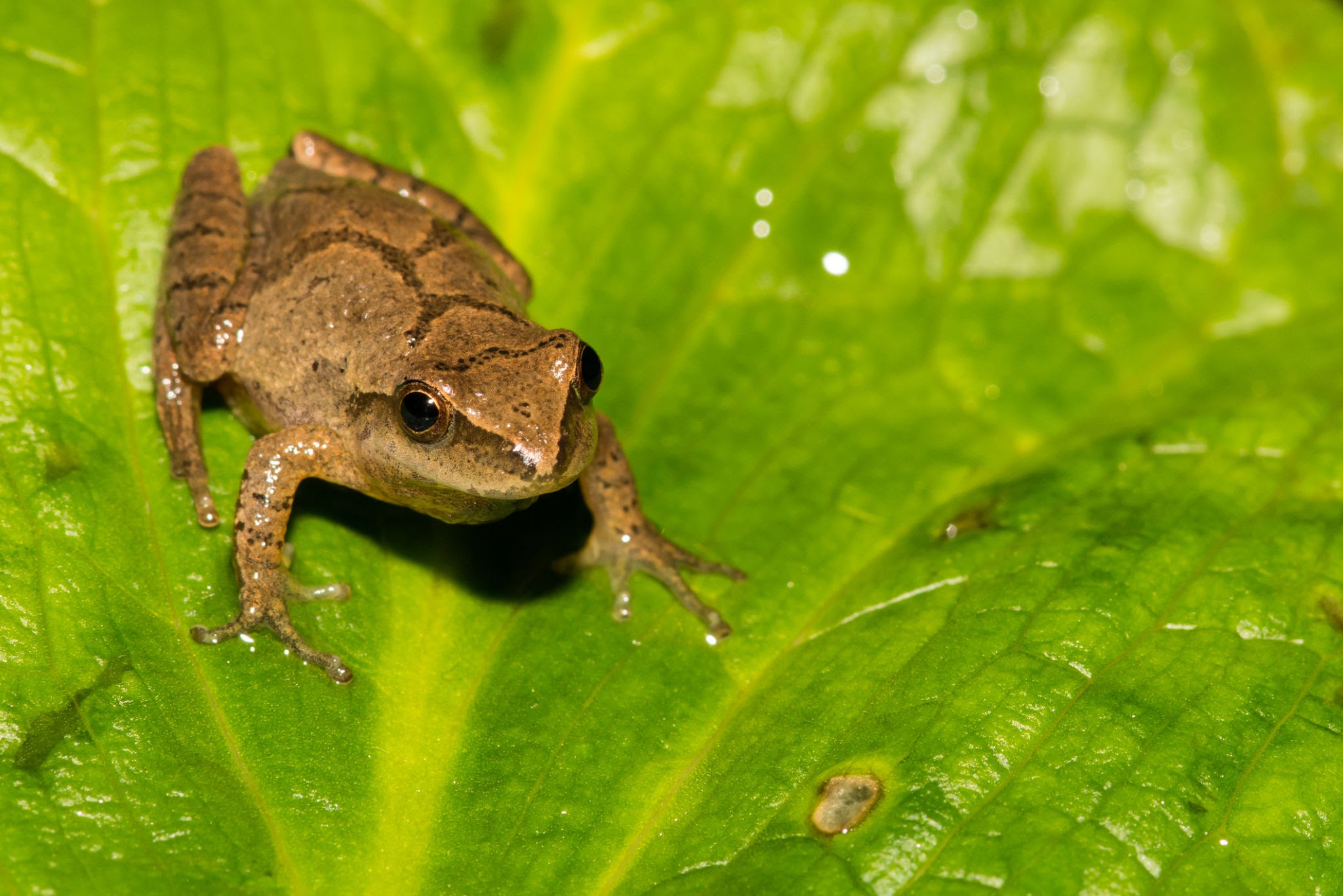 A Northern Spring Peeper crawling on a skunk cabbage leaf.